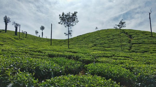 Comment organiser une visite des plantations de thé dans les Cameron Highlands, Malaisie?